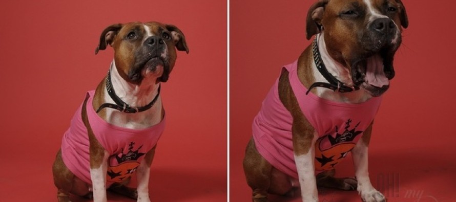 Koerad Trussardi ja Ohmygossip Couture’i kampaanias