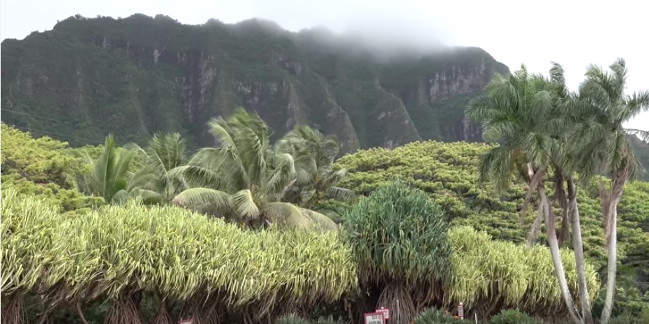 hawaii-ohmygossip-7-vihmamets-mets