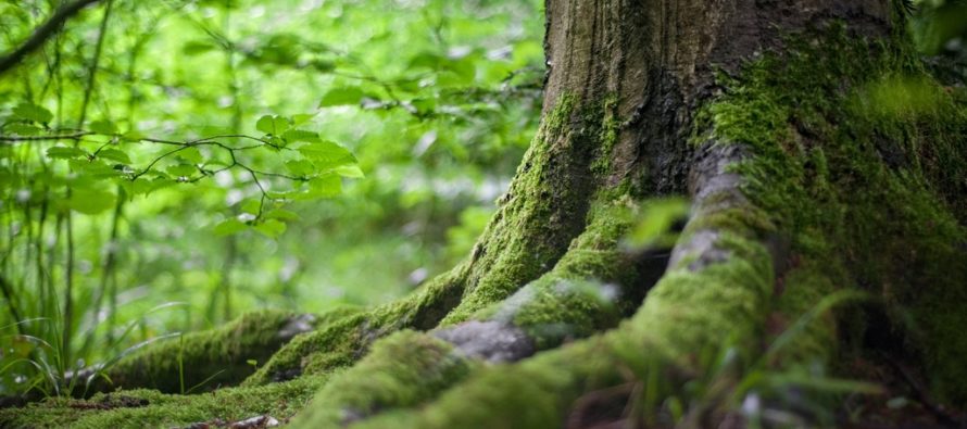 Keskkonnaagentuur: Eesti õhk on järjest puhtam