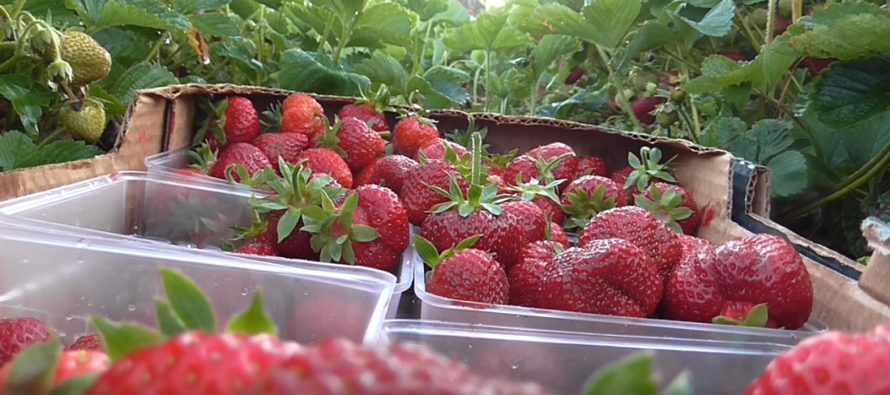 Soomes hakatakse maasikate päritolu teaduslikult kindlaks tegema