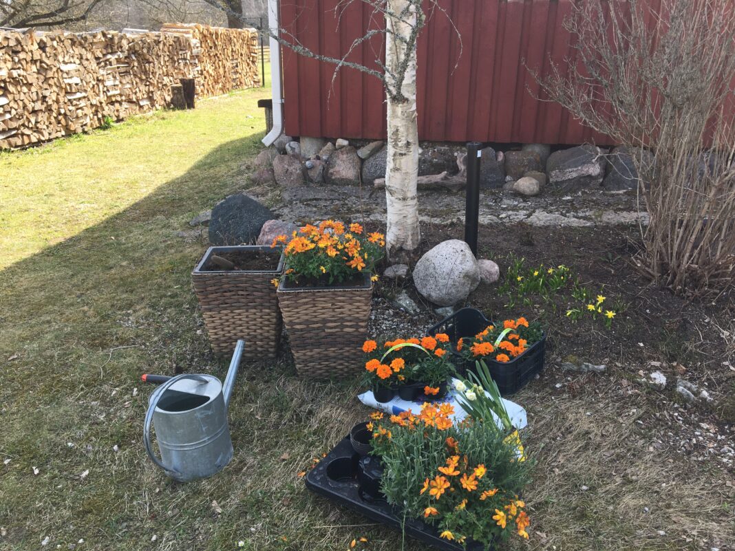 aed, aednik, aiandus, aiablogi, elu maal, kevad