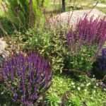 kodu, aed, lilled, lillepeenar, lavendel