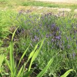 kodu, aed, lilled, lillepeenar, lavendel