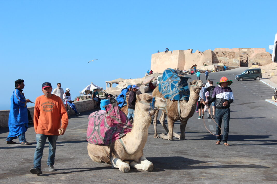 kaamel, Maroko