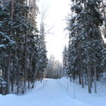 talvine Eesti mets
