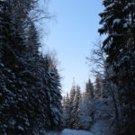 talvine Eesti mets