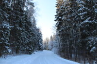talvine Eesti mets