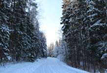 Eesti: Metsaregistri uuendused annavad metsaomanikule kindluse, et tema omandiga ei toimetata tagaselja