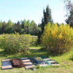 aed, aiandus, kodu, koduaed, elu maal, maakodu