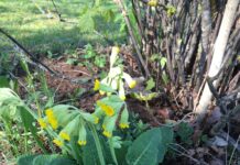 Ravimtaimed: Nurmenukk tervendab ja viib kahjulikud ained kehast välja!