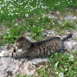 kass, Pandu the Cat