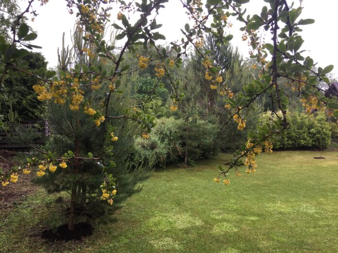 aed, aiablogi, aiandus, aednik, elu maal, loodus