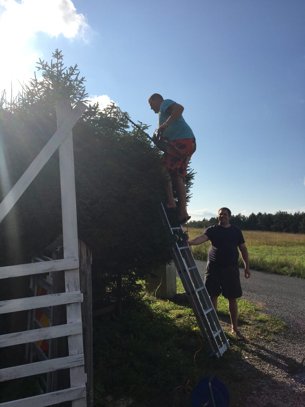 puu, aiatööd, aiablogi, aed, aednik