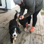 tõukoer, koer, berni alpi karjakoer