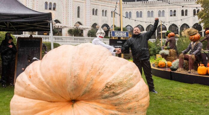 Taani: Kopenhaageni Tivolis peetud kõrvitsate meistrivõistluse võitis enam kui 900-kilogrammise hiidkõrvitsa kasvatanud Peter Holst Olsen Kõrvitsavõistluse võitja Peter Holst Olsen koos oma kasvatatud kõrvitsaga