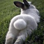 bunny love