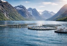 Norra merelõhekasvatus