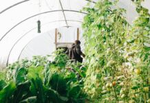 Hea teada: Kas kasvuhoone ehituse eest saab Soomes kodumajapidamise maksusoodustust?