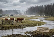 Soomaa hundirünnakud – ametkondade hinnangul küttimine kiiret lahendust ei too Soomaa hundirünnakud - ametkondade hinnangul küttimine kiiret lahendust ei too