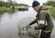 Ahvenamaa: Siin on ametlik kokkuvõte ja selgitus Ahvenamaa kalanduse eduloo kohta, mis põhineb Torpfjärdeni kanali värsketel andmetel. Rekordarv ahvenaid Torpfjärdeni kanalis – elupaikade taastamine kannab vilja