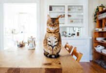 Soomes tahetakse ära registreerida kõik kassid – kui omanik pole nõus, saab karistada