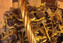 MILLINE on Lehter-kukeseen ja kuidas neid talveks säilitada?