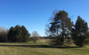 Eesti: Maaelukomisjon arutas teraviljapõldude kaitsmist rändlinnuparvede eest