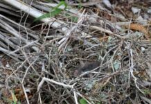 Loodustoimetaja Risto Salovaara: Soomes surevad linnupojad massiliselt nälga