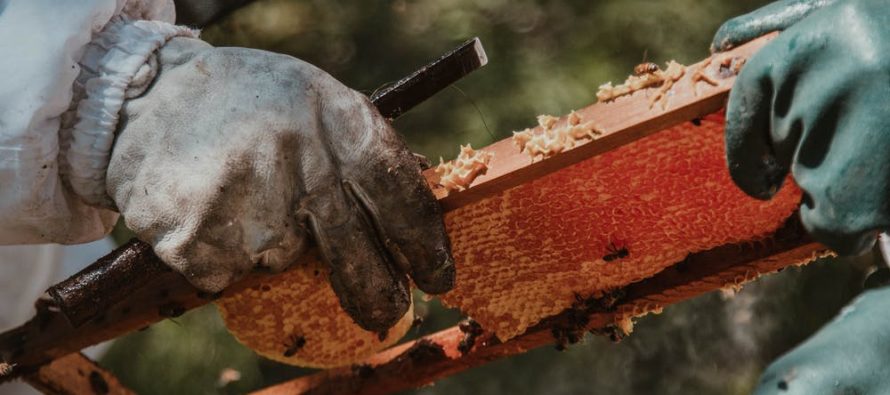 Austriaalia mõttekoja Breakthrough National Centre for Climate Restoration uuring: inimkond sureb välja 2050. aastaks