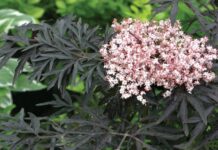 Eesti: Farmaatsiateadlased loovad uusi teaduspõhiseid toidulisandeid