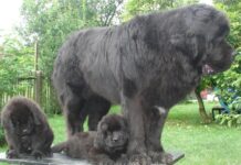 Newfoundlandi koer e. Njuufa — Millese koeraga on tegu?