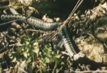 19 NÕUANNET, mida järgida rästikuhammustuse puhul