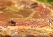 Kas tead, millega kärbes tegeleb, kui toidule maandub? Päris hirmus, aga mitte eluohtlik!