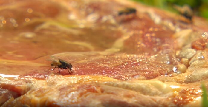 toit kärbes nordenbladet