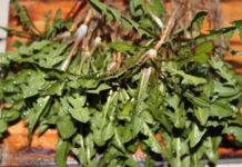 Retsept: Võilille lehe-juure salat